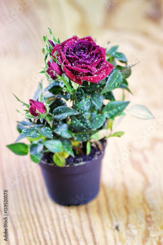 rose fresh pot macro