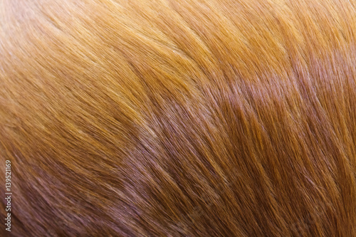 Golden dog fur.