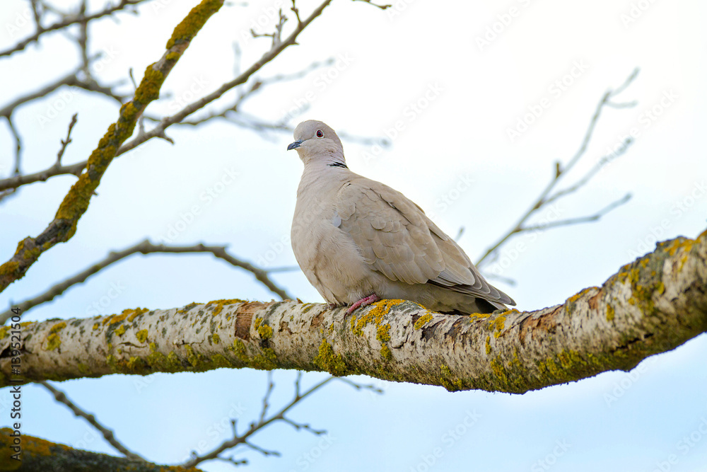 wild animal bird turtle sitting on a branch