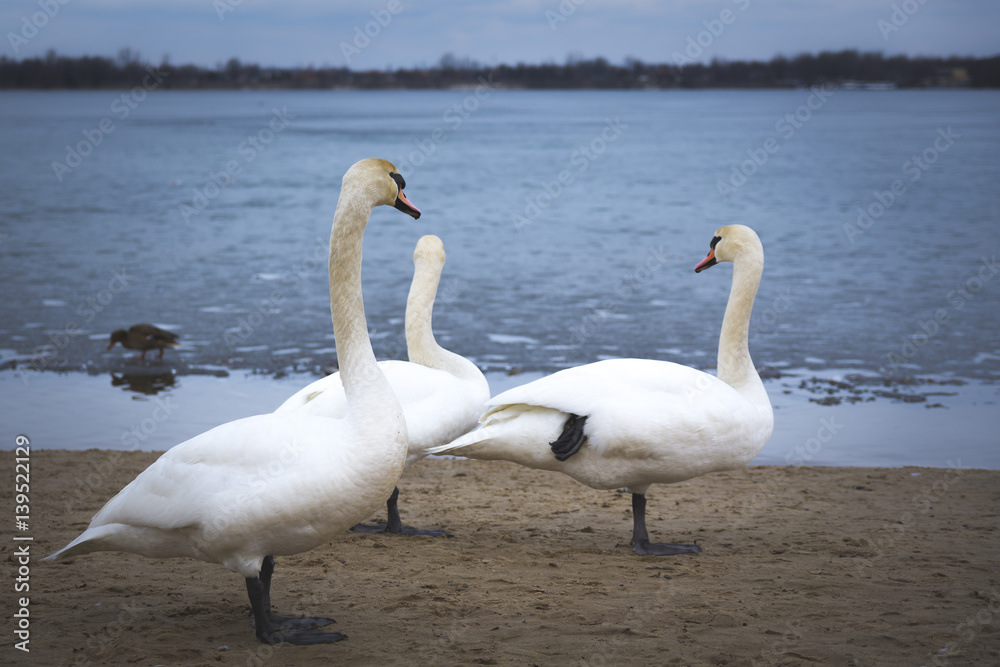 trzy łabędzie na plaży nad jeziorem trzy łabędzie na plaży nad jeziorem