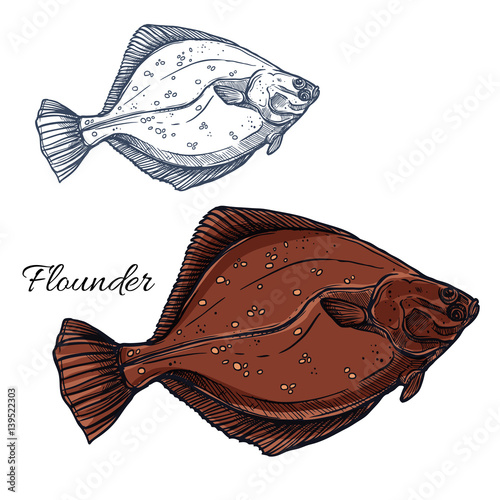 Flounder fish, ocean flatfish isolated sketch
