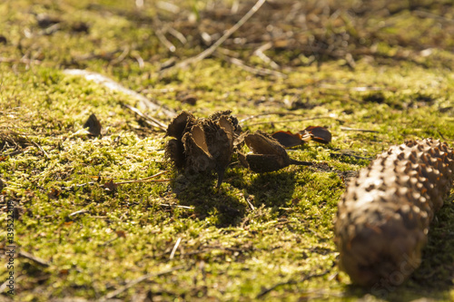 Beechnut and cone on the grass next to the forest. Sunny day. 