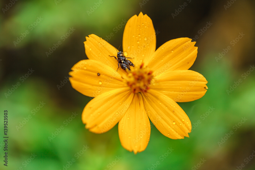 Yellow flower with a small grasshopper on petal. Yellow flower with a small grasshopper on petal.