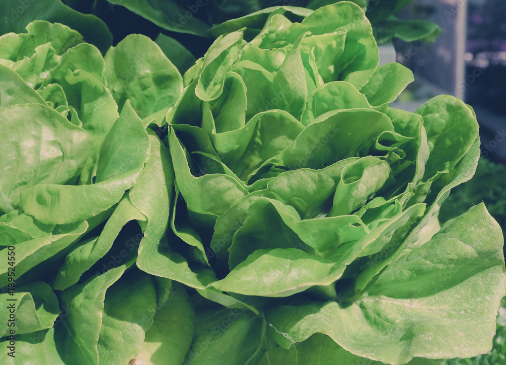 Fototapeta premium Color filter/ Green lettuce at hydroponic farm. Selective focus and close up