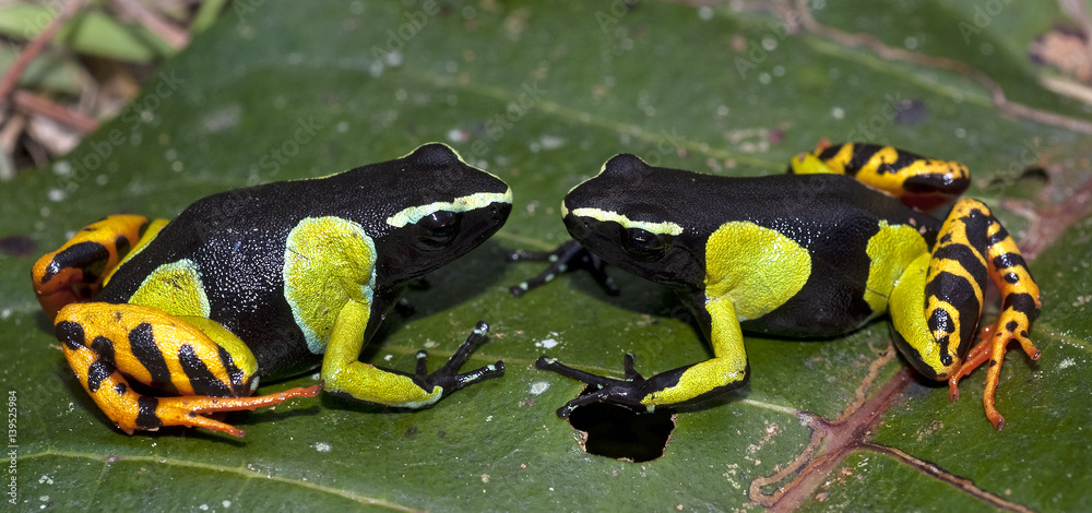 Fototapeta premium Mantella de Madagascar, Mantella madagascariensis, Painted mantella, Madagascar