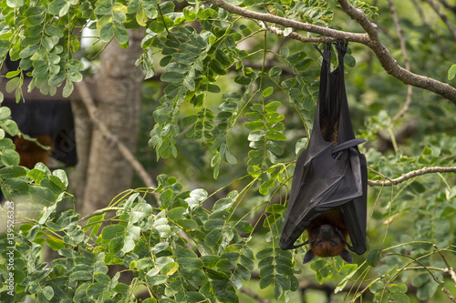 Bat,Lyle's flying fox (Pteropus lylei)