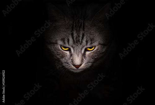 Photography Muzzle and bright yellow eyes cat stares menacingly out of the darkness, on a black background