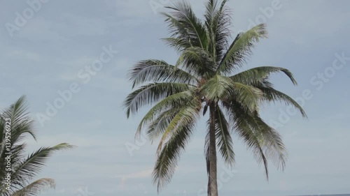 Wallpaper Mural High palm tree against a blue sky with clouds  Torontodigital.ca