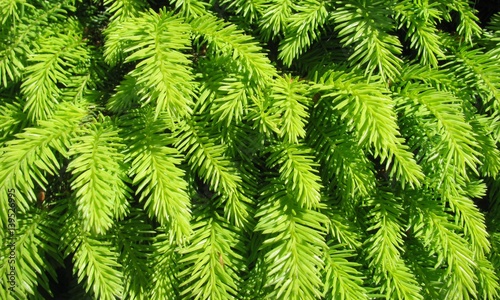 Evergreen Picea abies  Little Gem  background