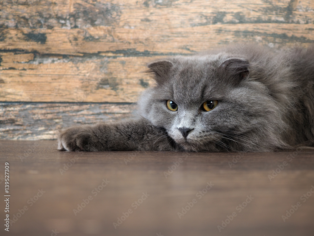 Angry cat lying on the floor. Portrait of a gray, fluffy cat