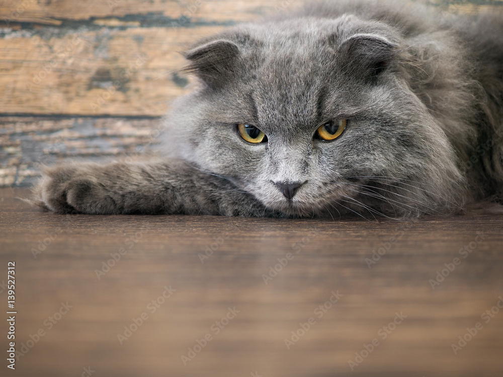 Angry cat lying on the floor. Portrait of a gray, fluffy cat