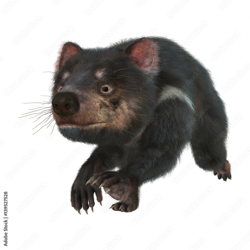3D Rendering Tasmanian Devil on White 3D Rendering Tasmanian Devil on White