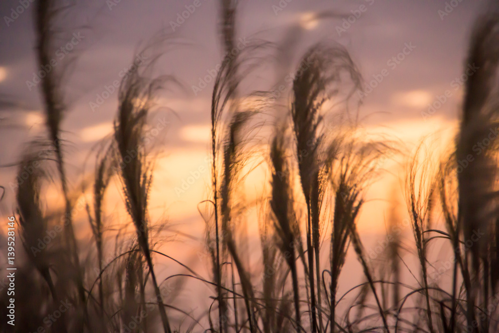 flowers grass flowers grass