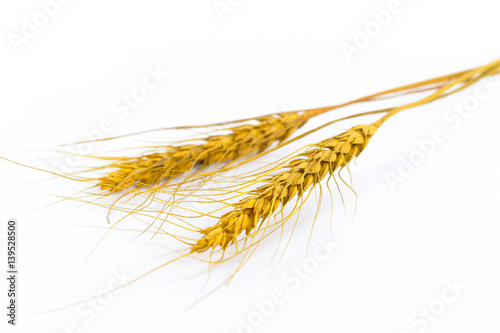 Ears of wheat and bowl of wheat grains
