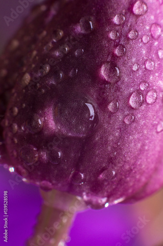 Burgeon of orchid with water drops on purple background. Macro. Close up.