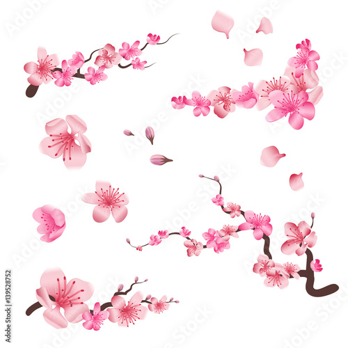 Spring sakura cherry blooming flowers, pink petals and branches vector set for your own design