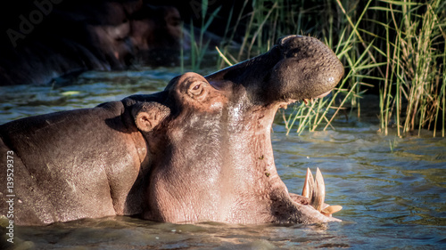 hippopotamus