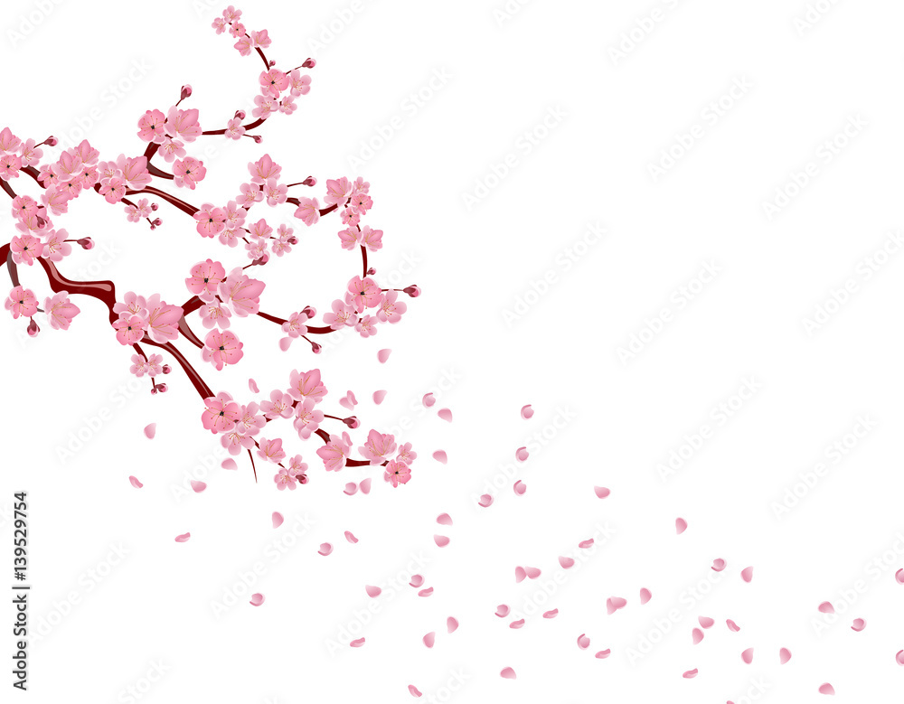 Branches with pink flowers and cherry buds. Sakura. Petals flying in the wind. isolated on white background. illustration Branches with pink flowers and cherry buds. Sakura. Petals flying in the wind. isolated on white background. illustration