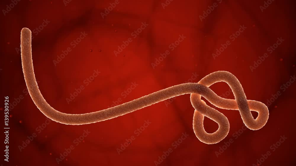 Ebola virus - 002 - 4K UHD