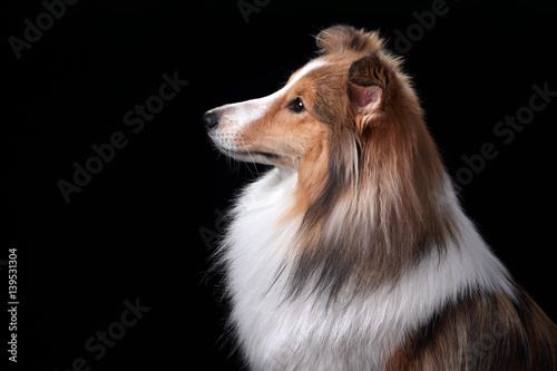 Beautiful Sheltie dog breed, portrait © adyafoto