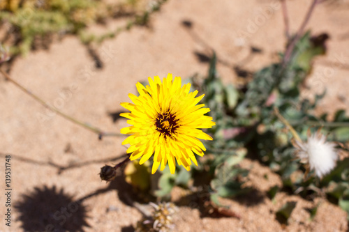 Arid territory of Lobos island, Canary, Spain. Launaea arborescens vegetation
