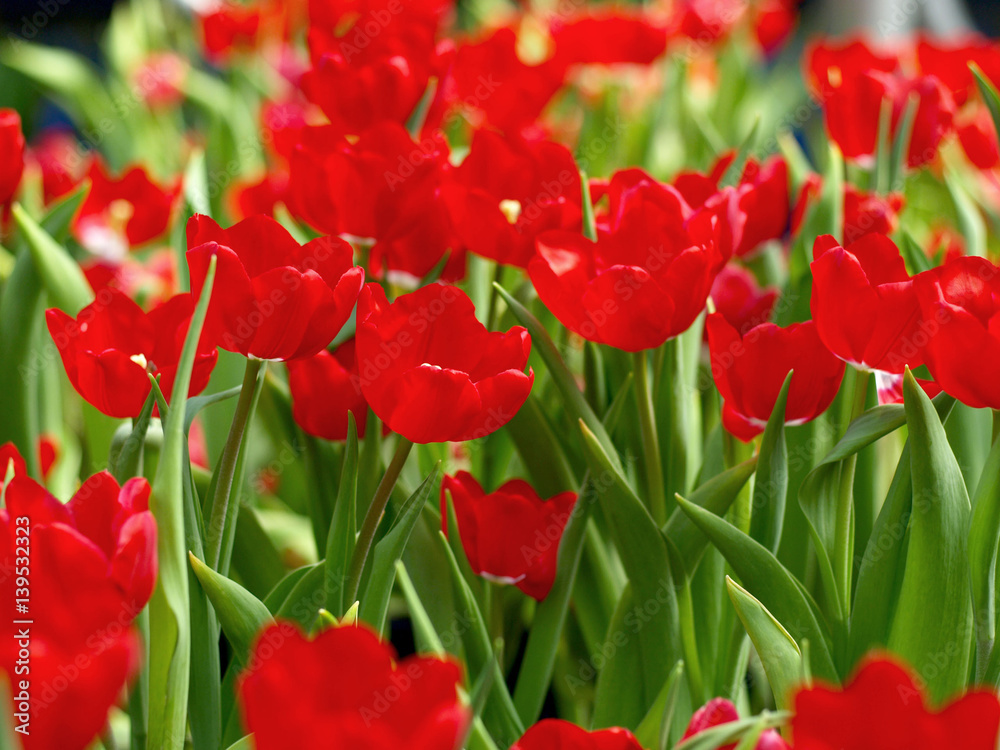 Beautiful red tulip blooming in the garden.