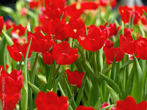 Beautiful red tulip blooming in the garden.