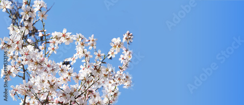 Spring blossoms, flowers. nature background