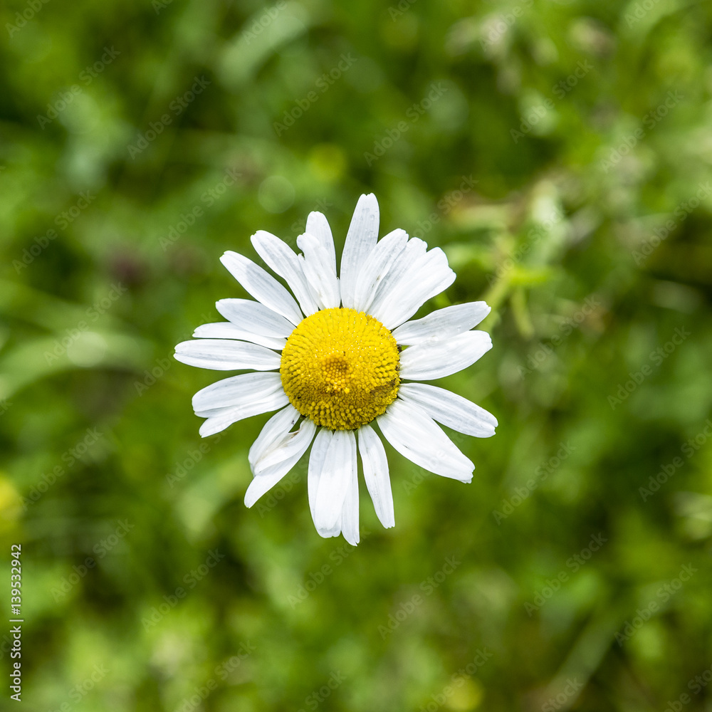 Single Common Daisy - Bellis Perennis close up Single Common Daisy - Bellis Perennis close up
