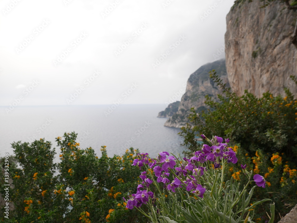 Purple flowers on bushes at seashore in capri