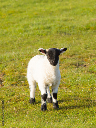 Lamb with black face legs knees and feet 