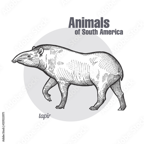 Tapir hand drawing. Animals of South America series. Vintage engraving style. Vector illustration art. Black and white. Object of nature naturalistic sketch.