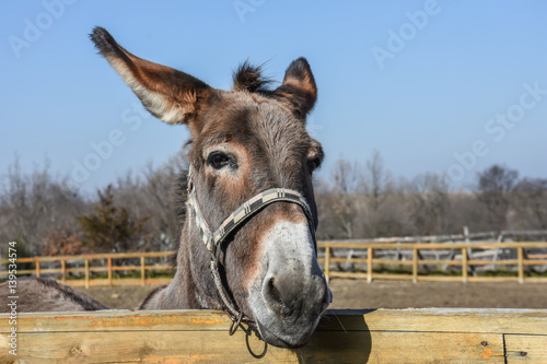 Donkey in farm