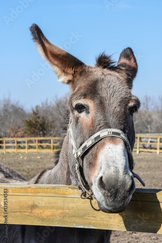 Donkey in farm