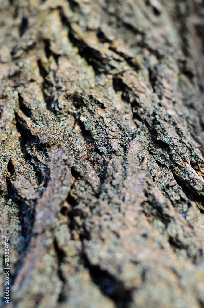 Background of the tree bark Background of the tree bark