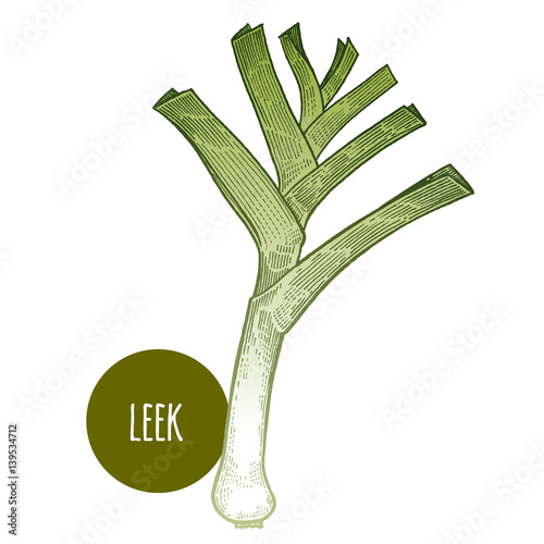 Hand drawing of leek on a white background.