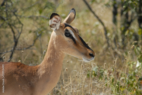 impala