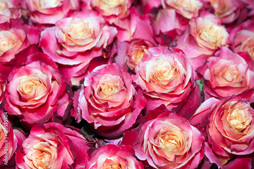 Colorful roses background © prescott09