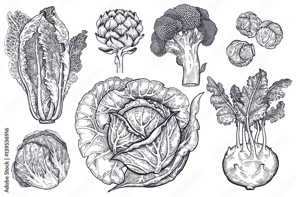 Various types of cabbage black and white graphics. - obrazy, fototapety, plakaty 