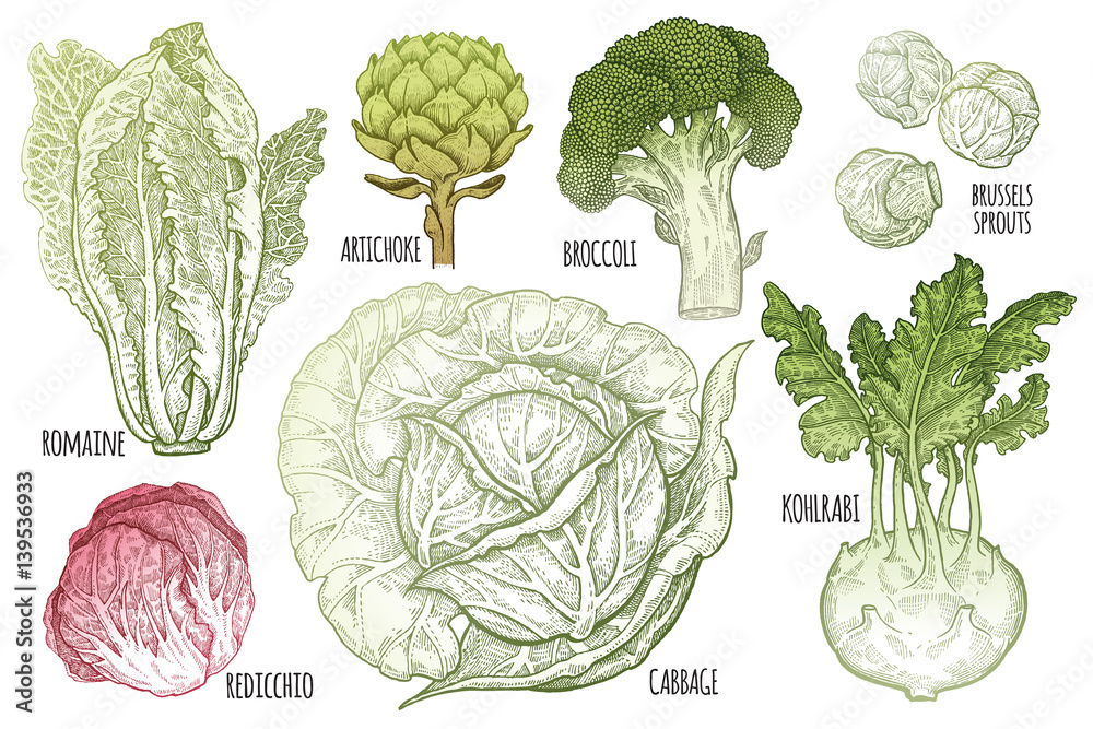 What Color Is Cabbage