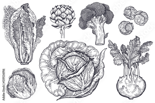 Various types of cabbage black and white graphics. photo
