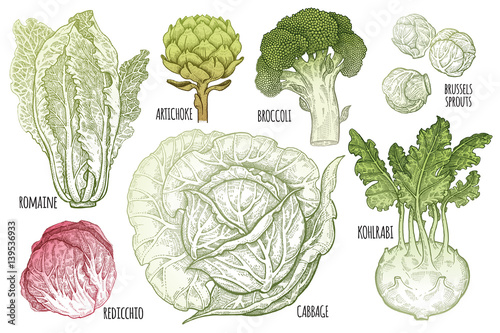 Various types of cabbage color graphics.