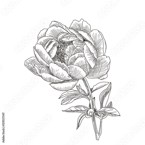 Hand drawn sketch flower peony closeup. Summer flower in Botanical style. Card or invitation for your design. Vector illustration isolated on white background.