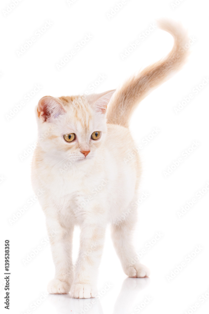 Portrait cat, scottish Straight