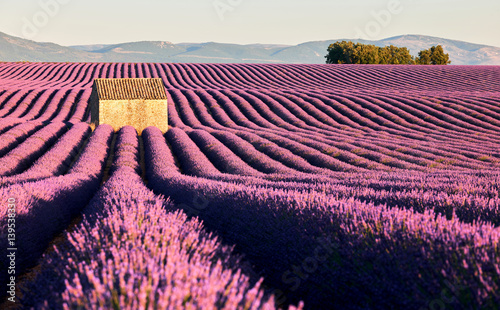 fields of lavender in Provence