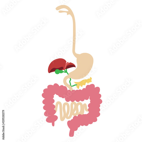 human digestive system vector