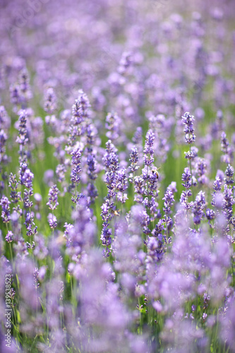 A lot purple flowers on long thin stems among meadow grasses.