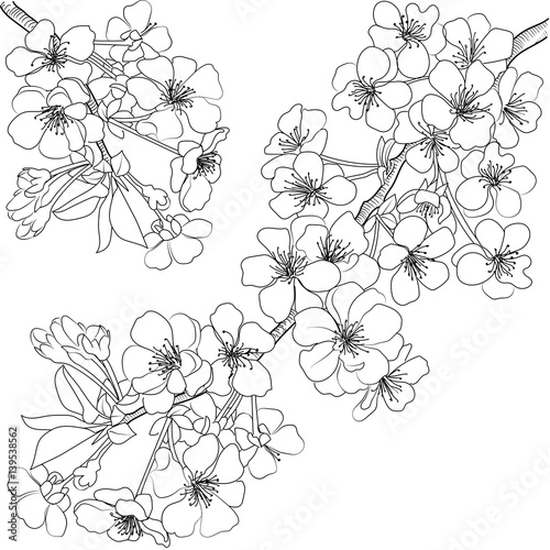 Sketch blossoming branch