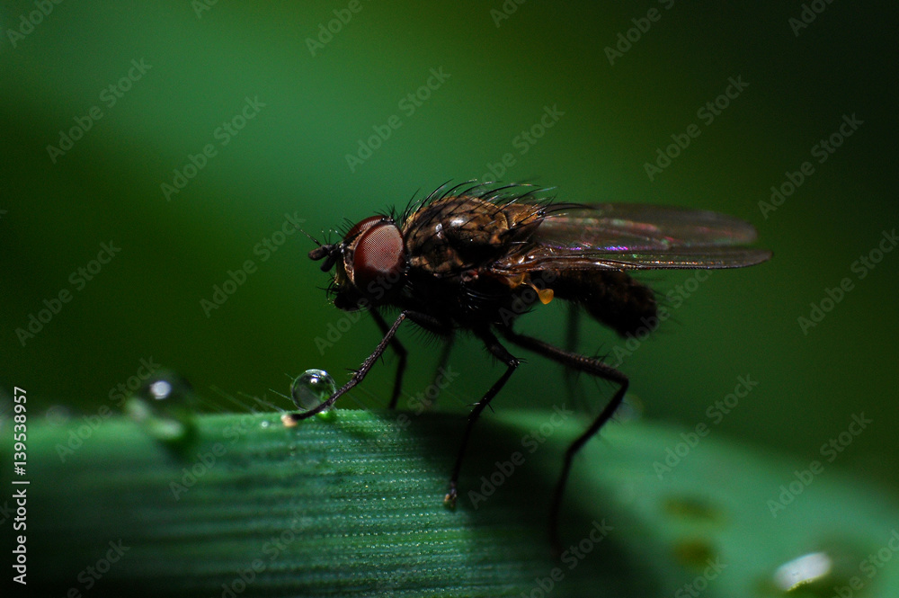 Obraz premium Macro of little fly on leaf after a rain