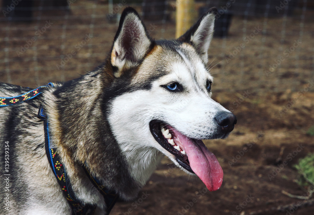 Close up of Siberian husky dog with blue eyes looking ahead